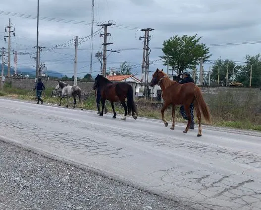 caballos sueltos