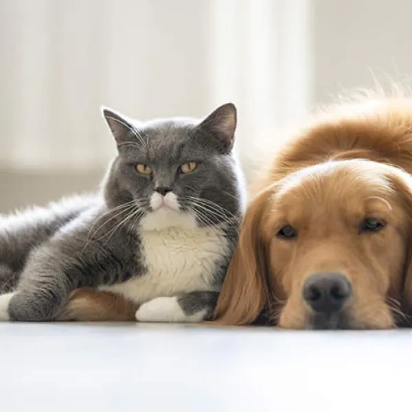 perros y gatos