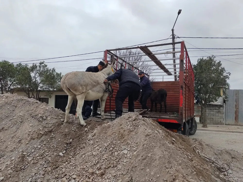 animales sueltos