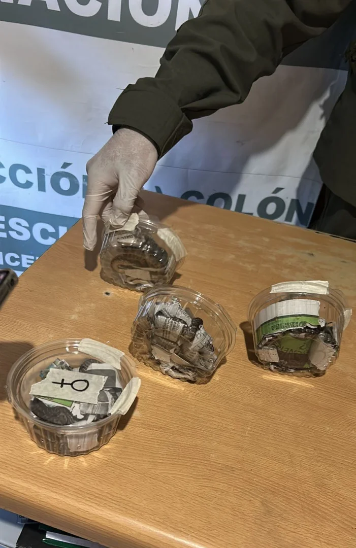 viboras