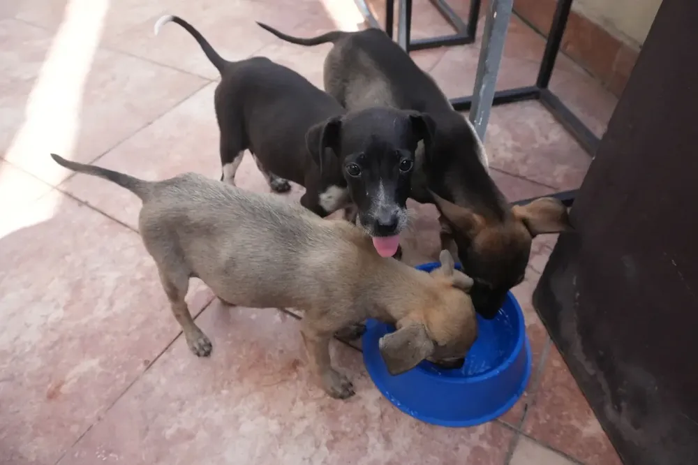 mascotas adopción