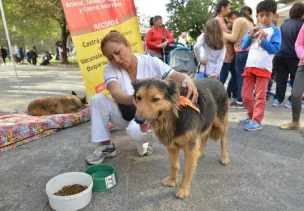 perro milagro