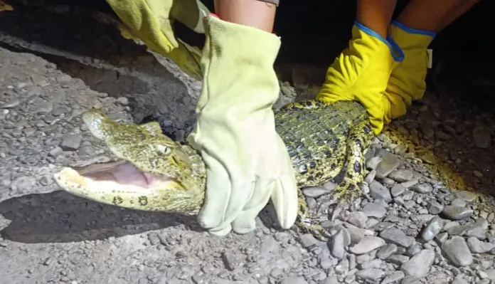 yacaré zona oeste secuestro