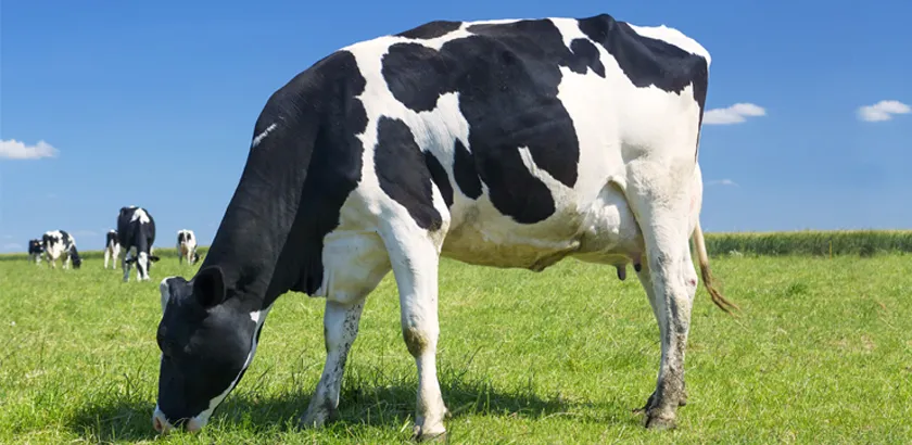 vacas