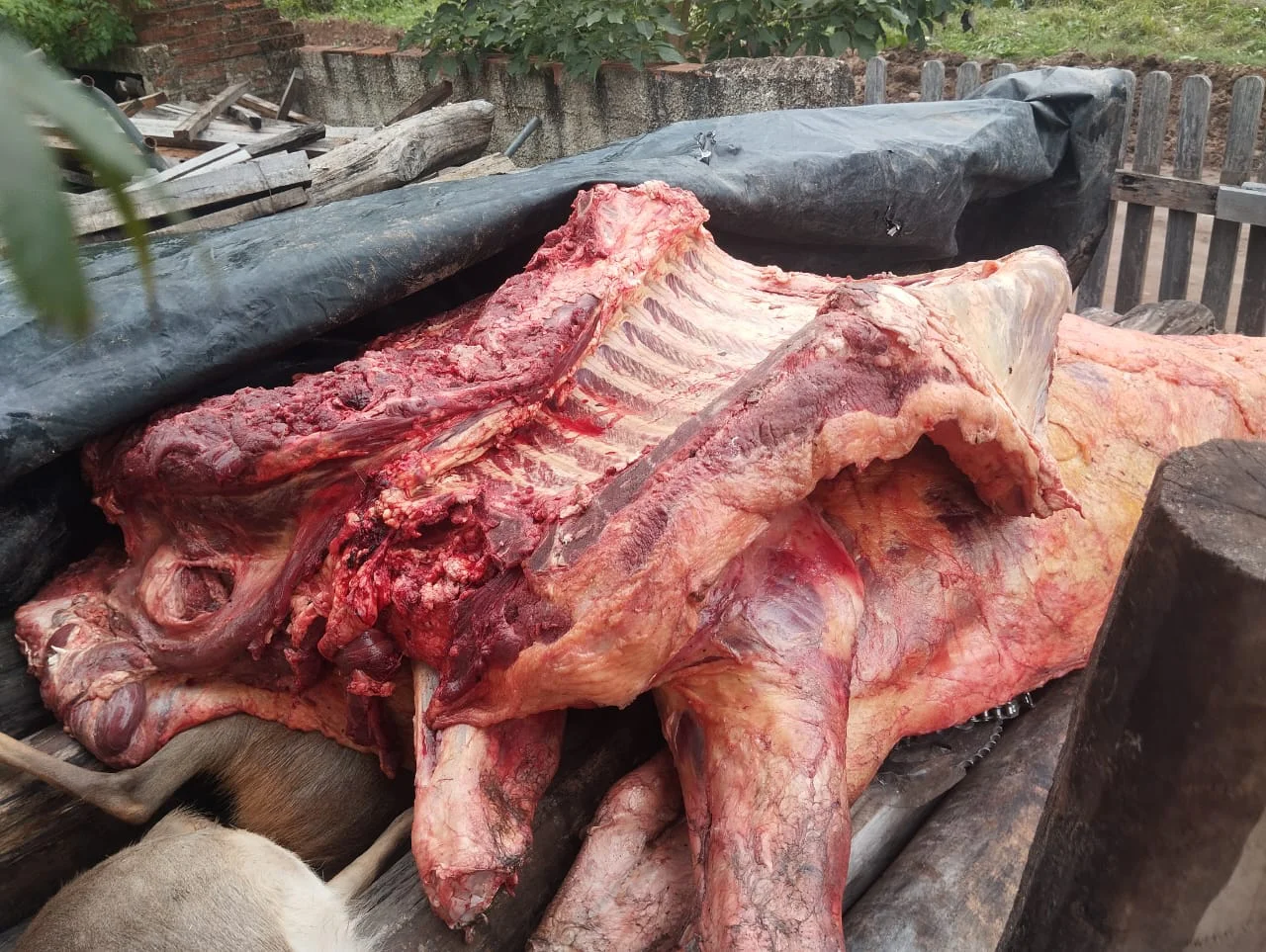 carne