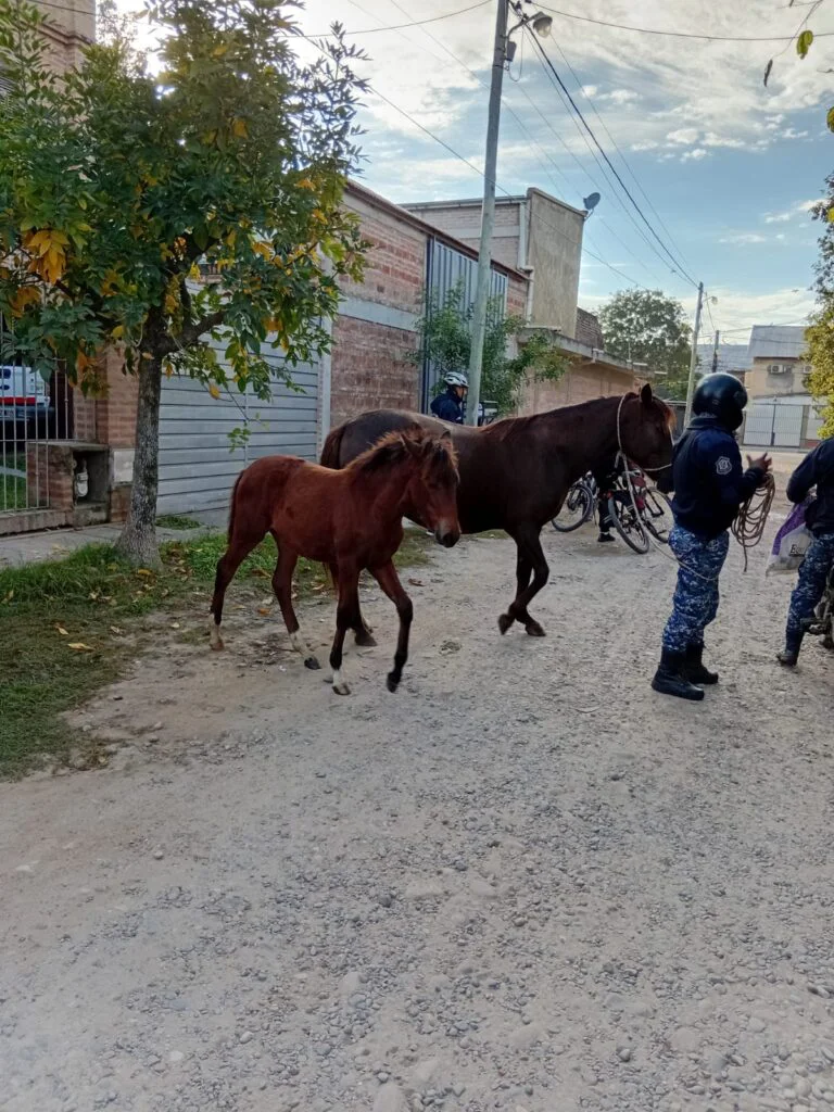 animales sueltos caballos