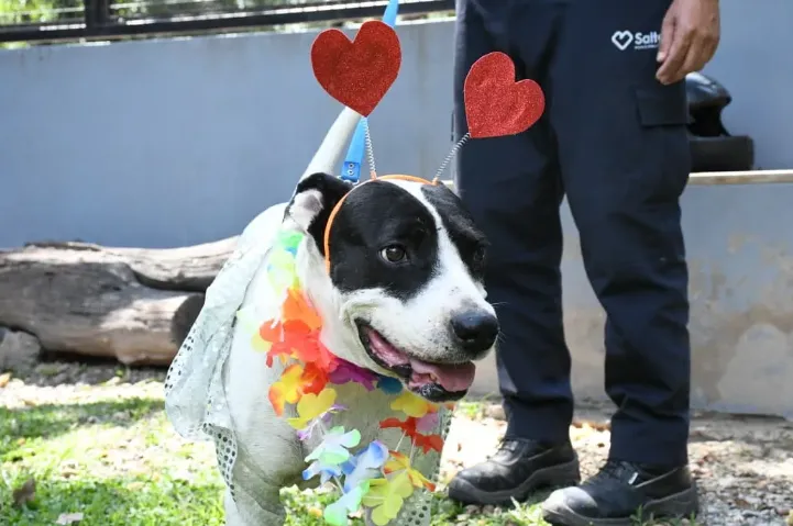 Captura de pantalla 2026-02-11 203940