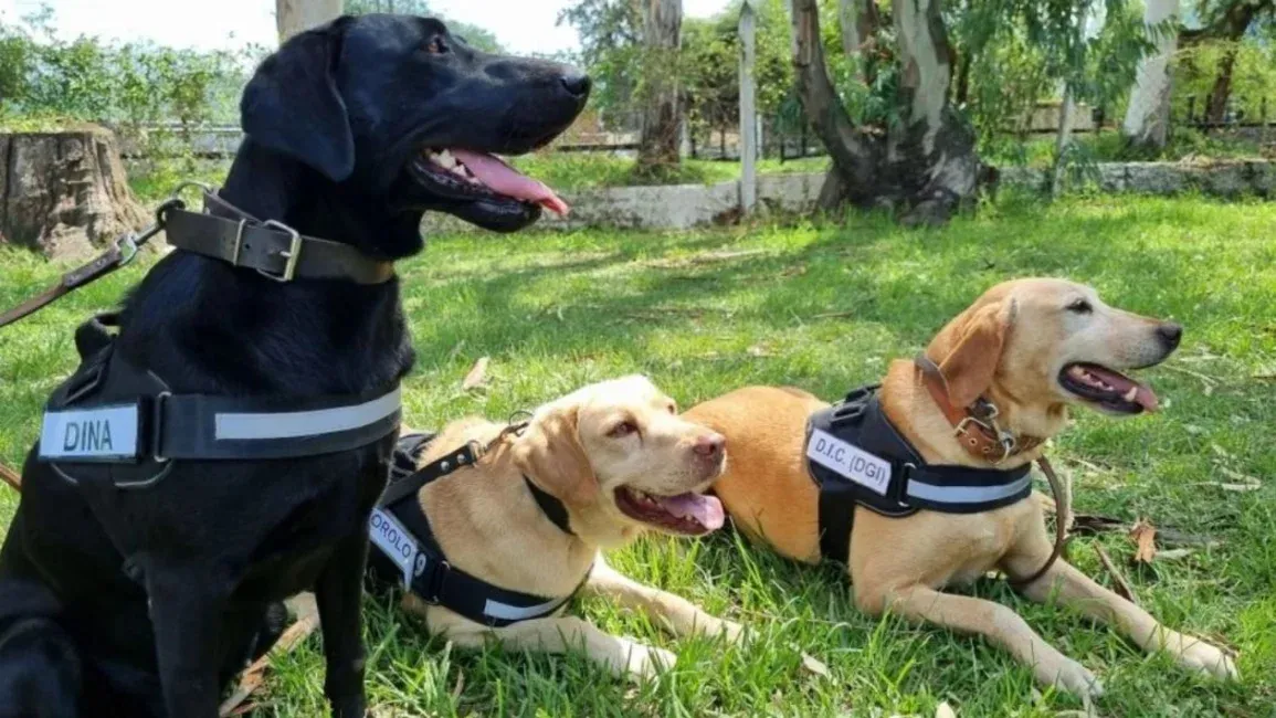 PERROS Policia de Salta