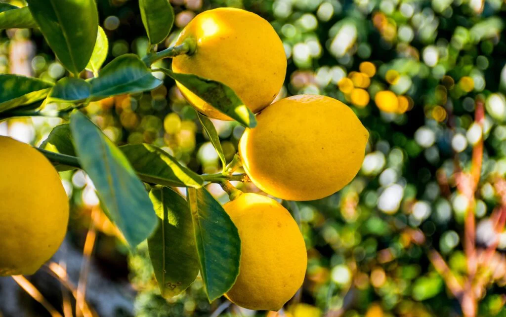 limones